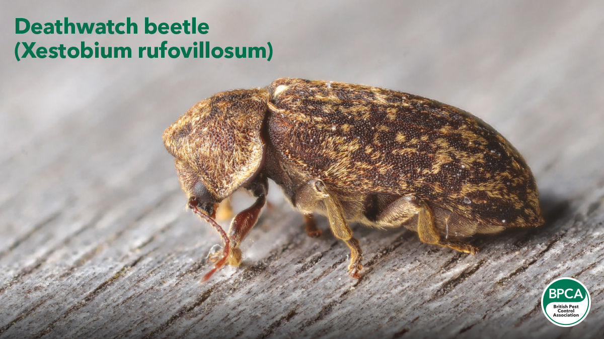 Deathwatch beetle Xestobium rufovillosum wood destorying insect BPCA